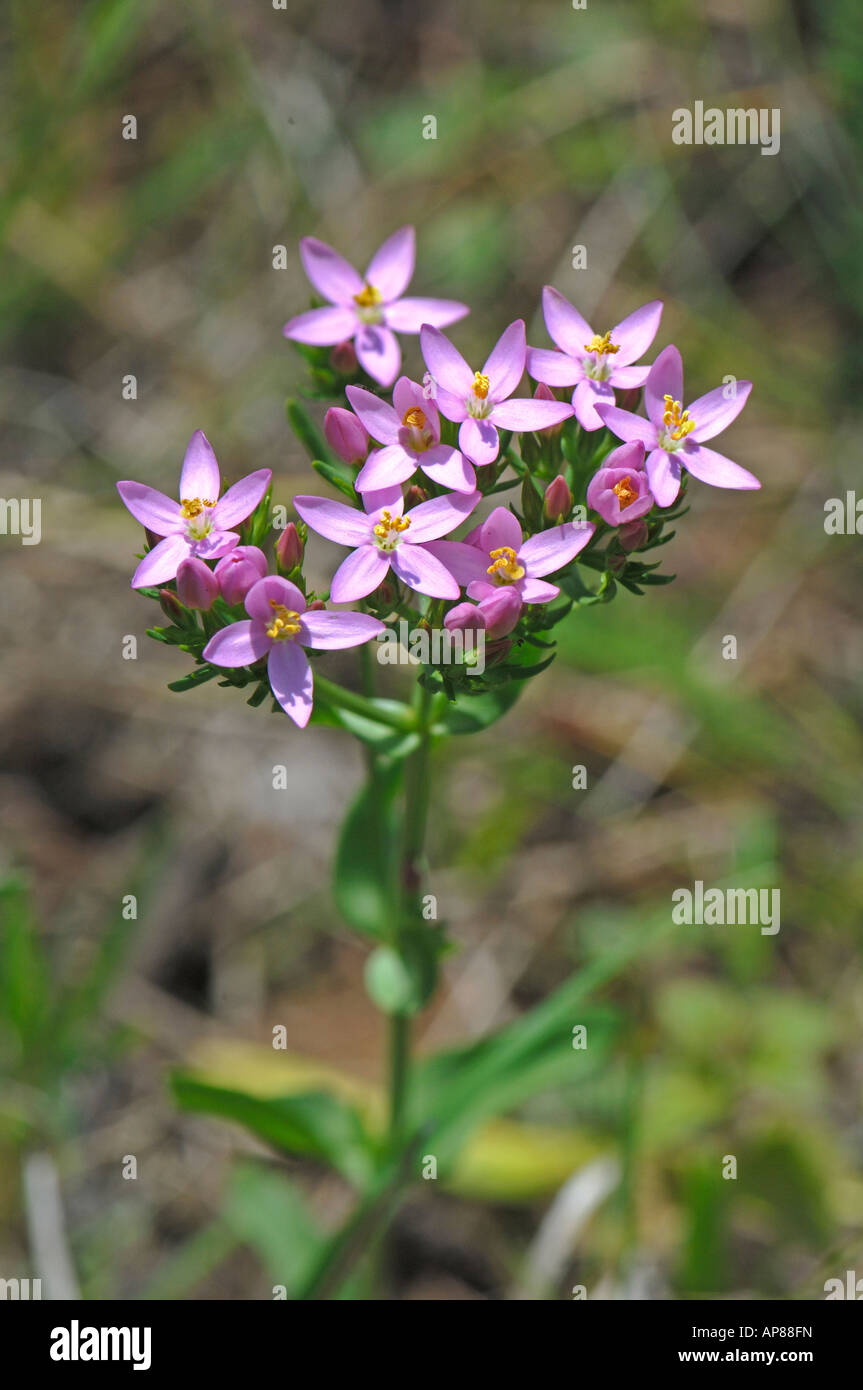 Comune (Centaury Centaurium minus), fioritura Foto Stock