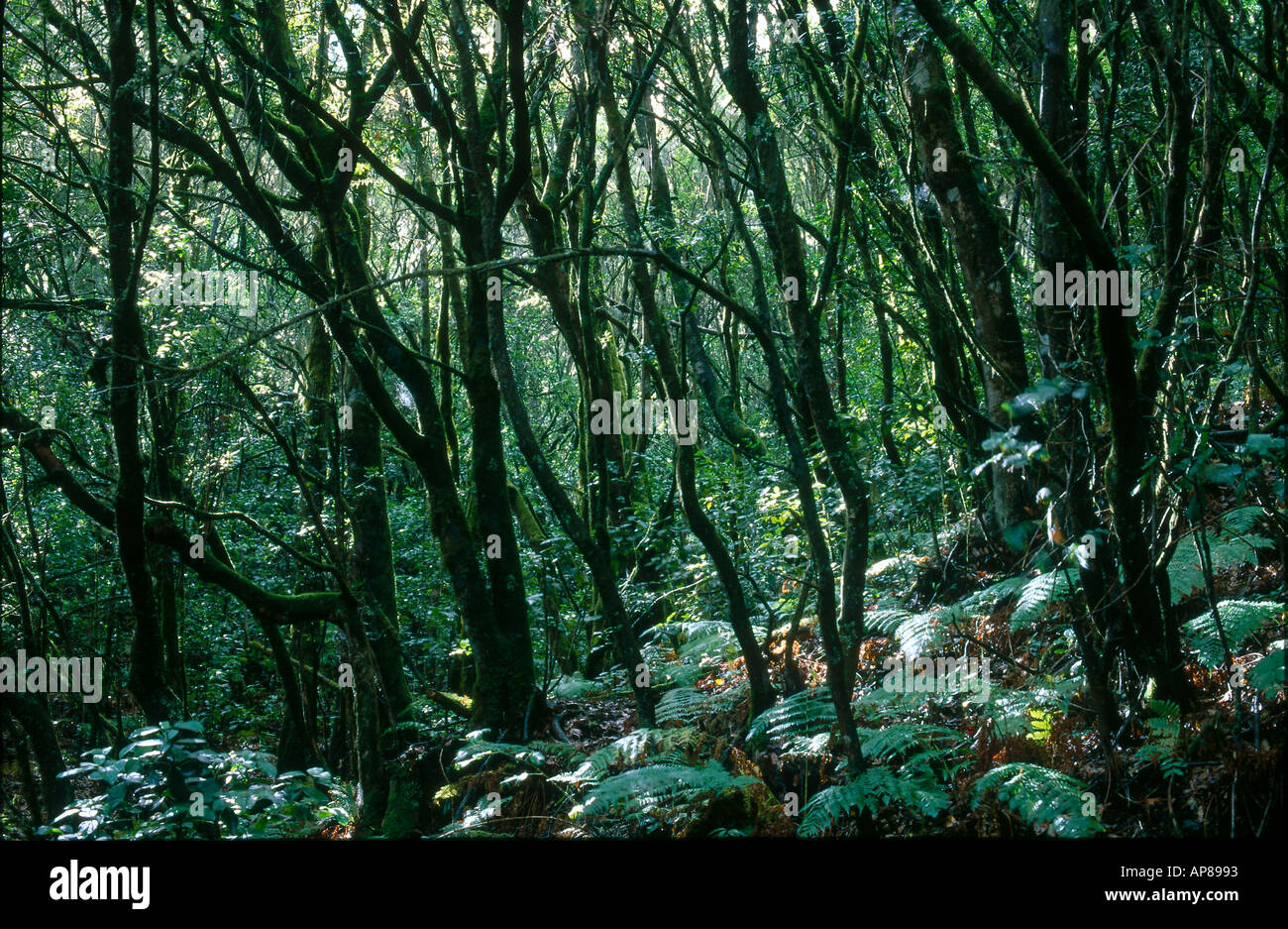 Alberi in foresta, Parco Nazionale di Garajonay, La Gomera, isole Canarie, Spagna Foto Stock