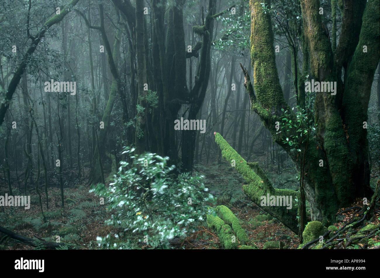 Alberi in foresta, Parco Nazionale di Garajonay, La Gomera, isole Canarie, Spagna Foto Stock