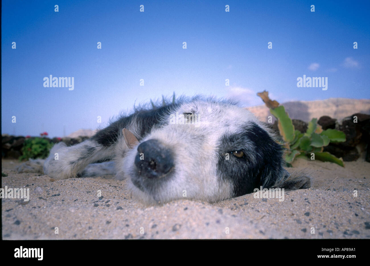 Cane che giace sulla spiaggia, La Braciosa, Isole Canarie, Spagna Foto Stock