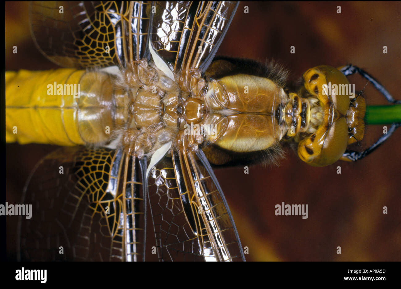 Close-up di ampia corposo Chaser (Libellula depressa) dragonfly Foto Stock