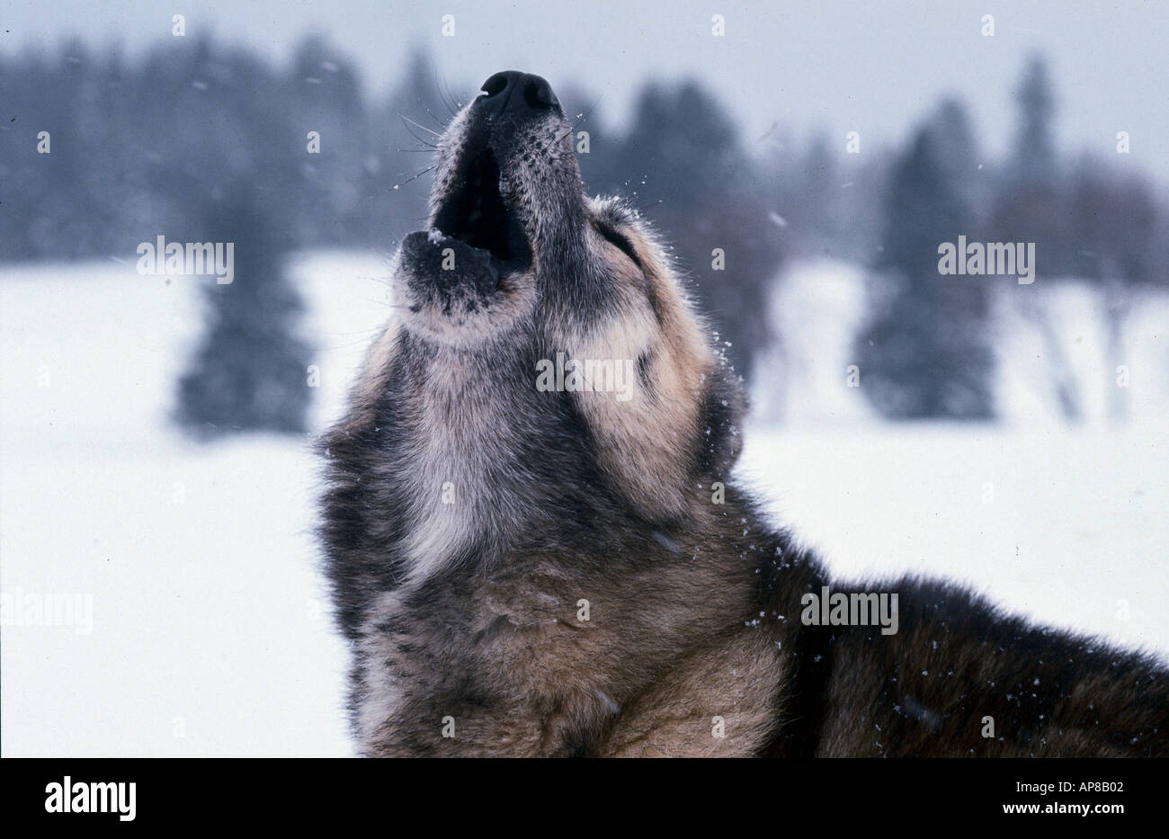 Close-up di alaskan malamute ululati Foto Stock