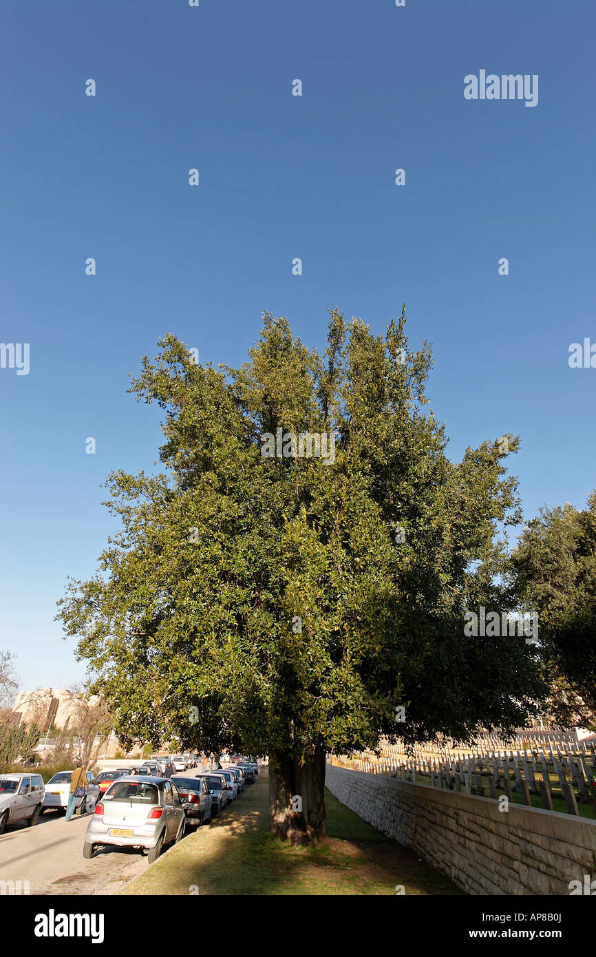 Israele Gerusalemme albero di alloro Laurus Nobilis dal British Cimitero di guerra sul Monte Scopus Foto Stock