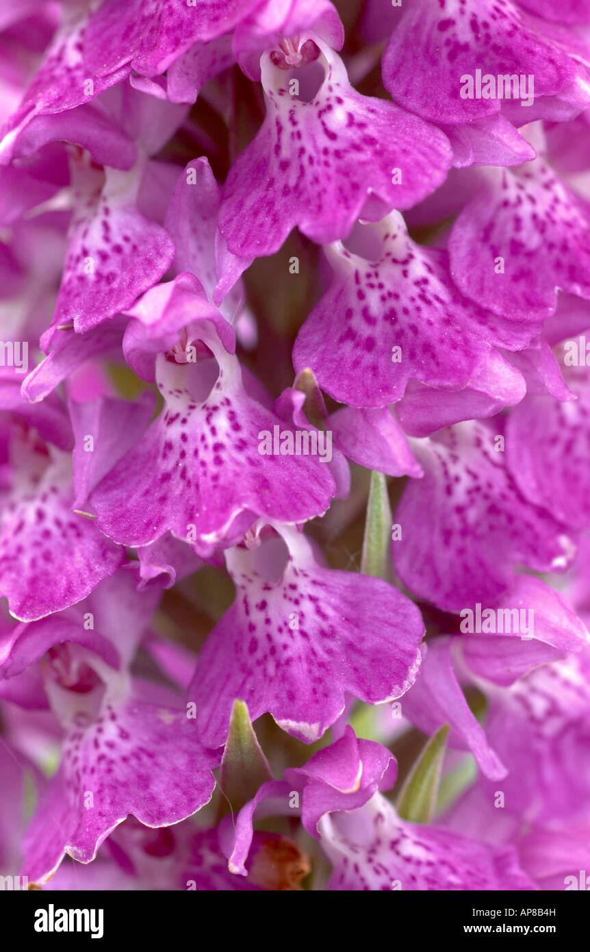 Sud della palude (orchidea Dactylorhiza Praetermissa) Foto Stock