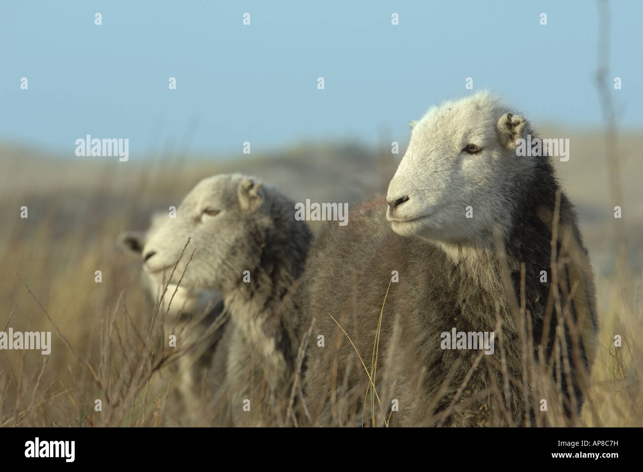 Herdwick pecora ad Ainsdale dune di sabbia Riserva Naturale Nazionale Lancashire Foto Stock