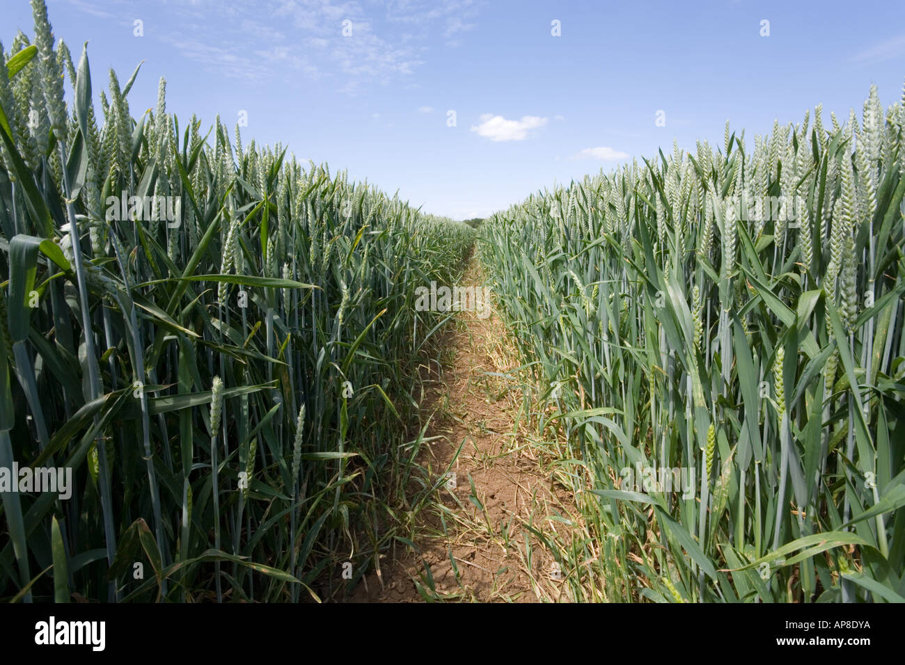 La maturazione del grano in Cotswolds nelle vicinanze Chedworth, Gloucestershire Foto Stock