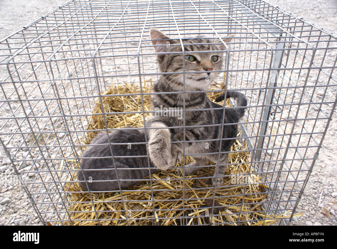 Gatti in gabbia immagini e fotografie stock ad alta risoluzione - Alamy