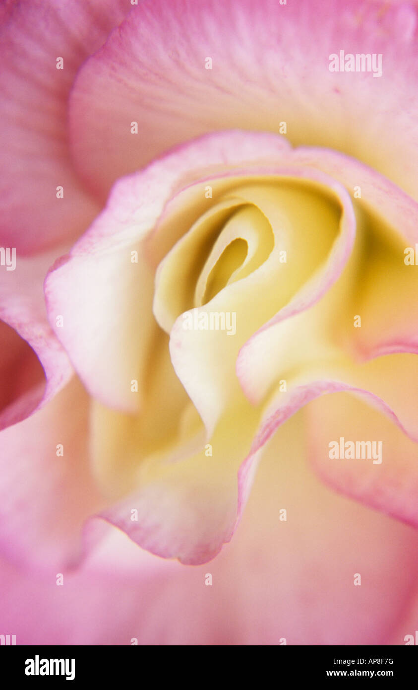 Close up di rosa pallido e crema di testa dei fiori della pianta perenne begonia tuberosa o Begonia tuberhybrida Melissa Foto Stock