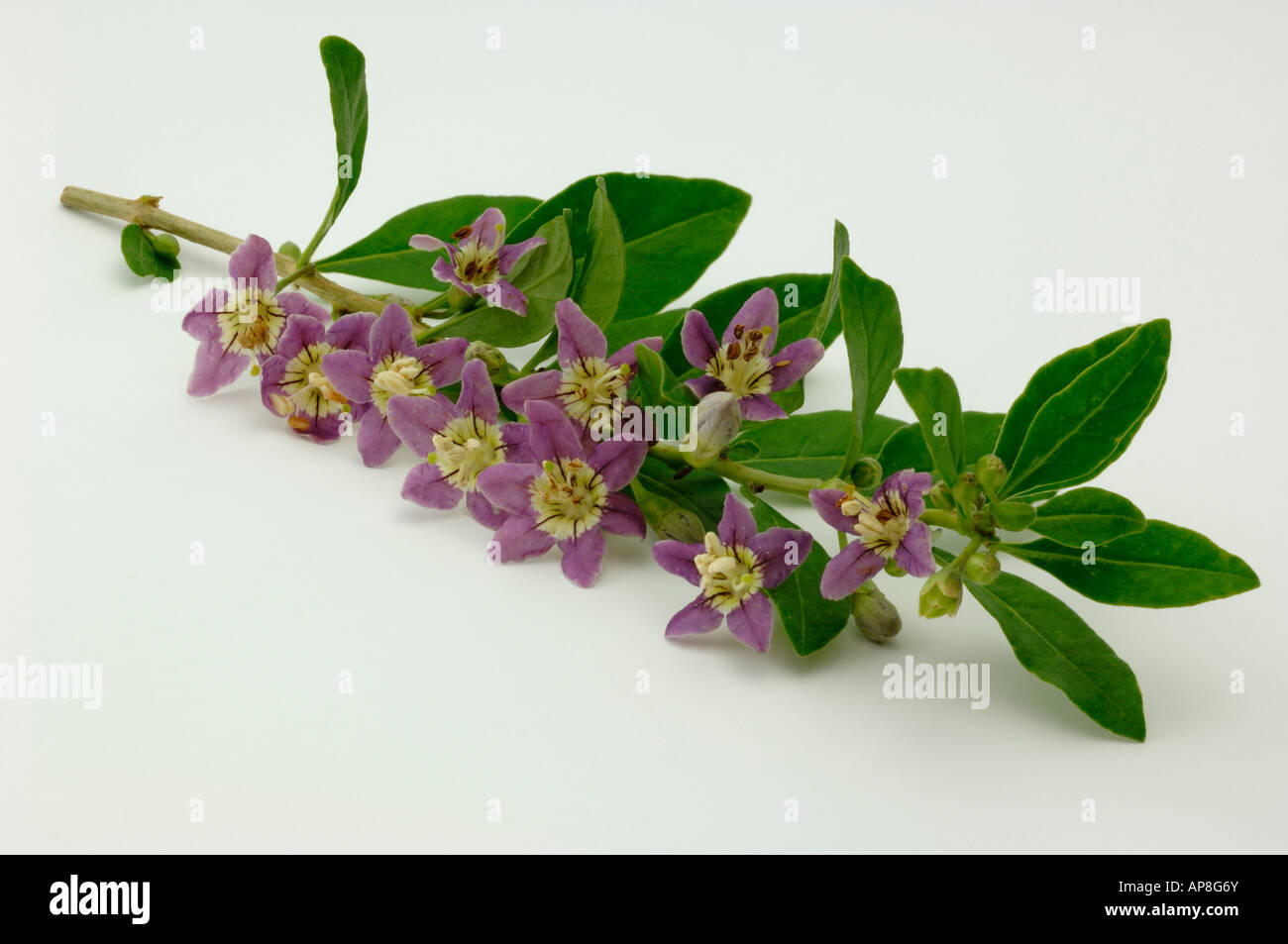 Boxthorn, Wolfberry Cinese (Lycium barbarum), ramoscello con fiori, studio immagine Foto Stock