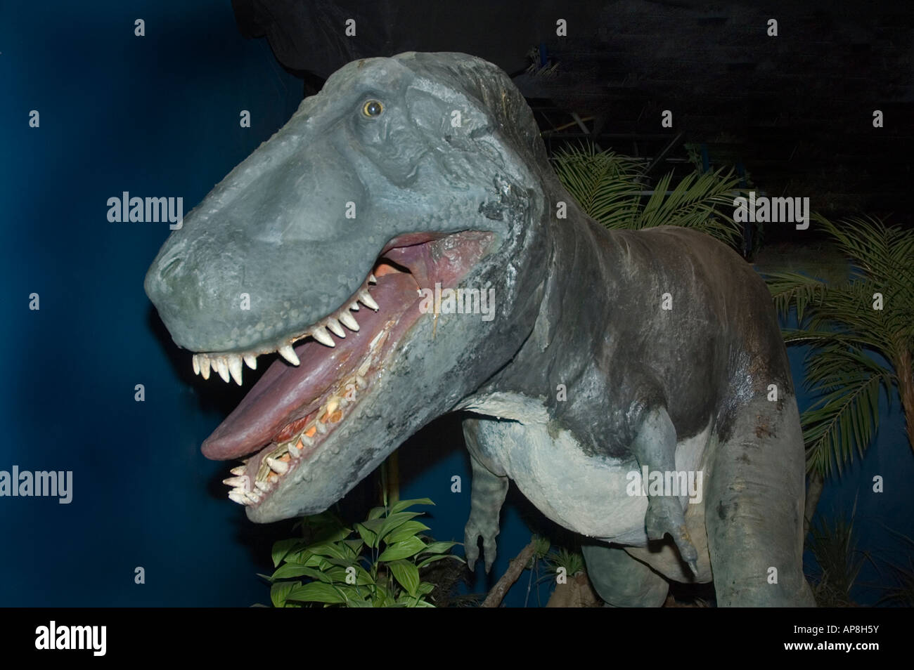 Tyrannosaurus Rex tardo Cretaceo 65 a 85 milioni di anni fa Foto Stock