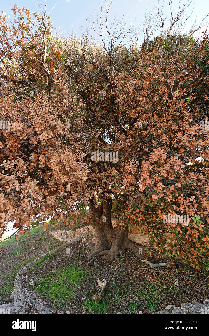 La Samaria Kermes Oak Quercus Caliprinos sul Monte Kabir Foto Stock