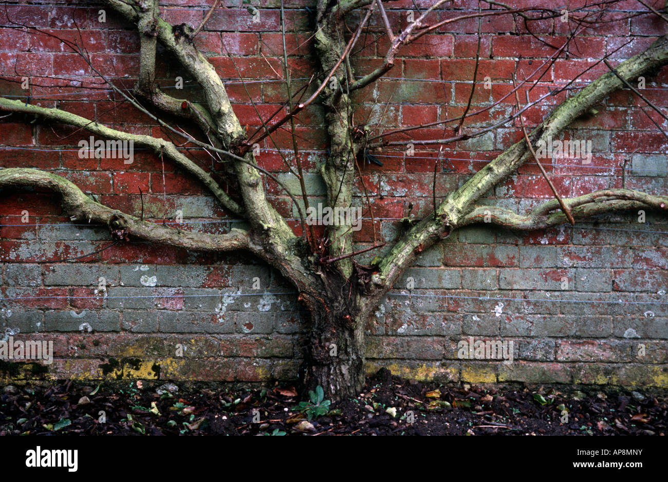 Pear Tree crescente piatta contro rosso vecchio muro di mattoni Foto Stock