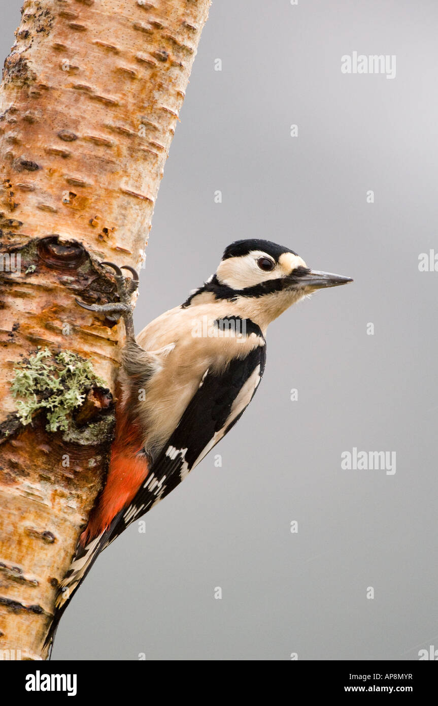 Picchio rosso maggiore (Dendrocopos major) su argento Betulla, maschio Foto Stock