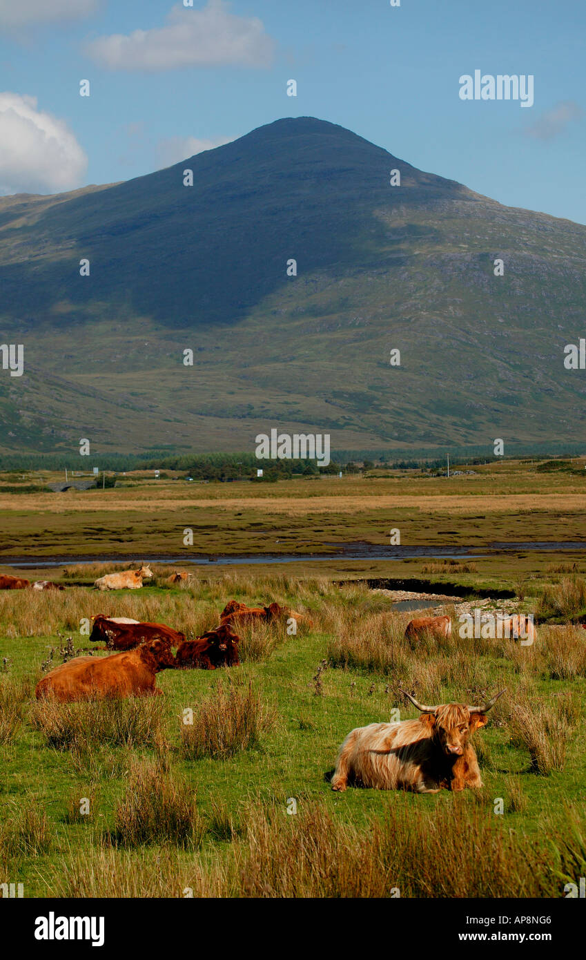 Highland bestiame con Ben più in background, Isle of Mull, Scozia Foto Stock