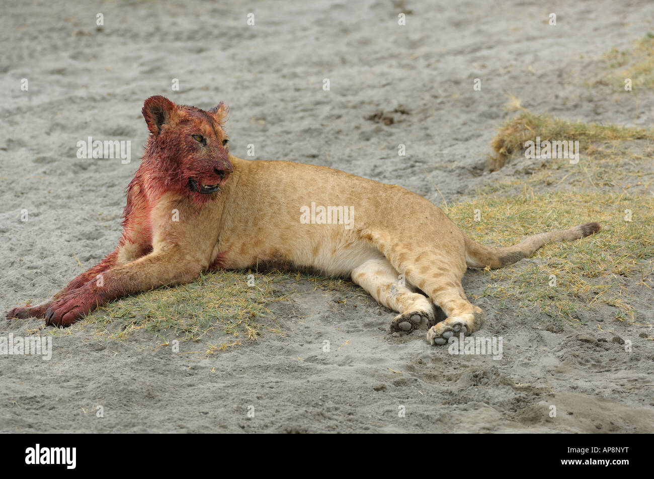 Un giovane leone sanguinante è giacente in gras, il cratere di Ngorongoro,Tanzania Foto Stock