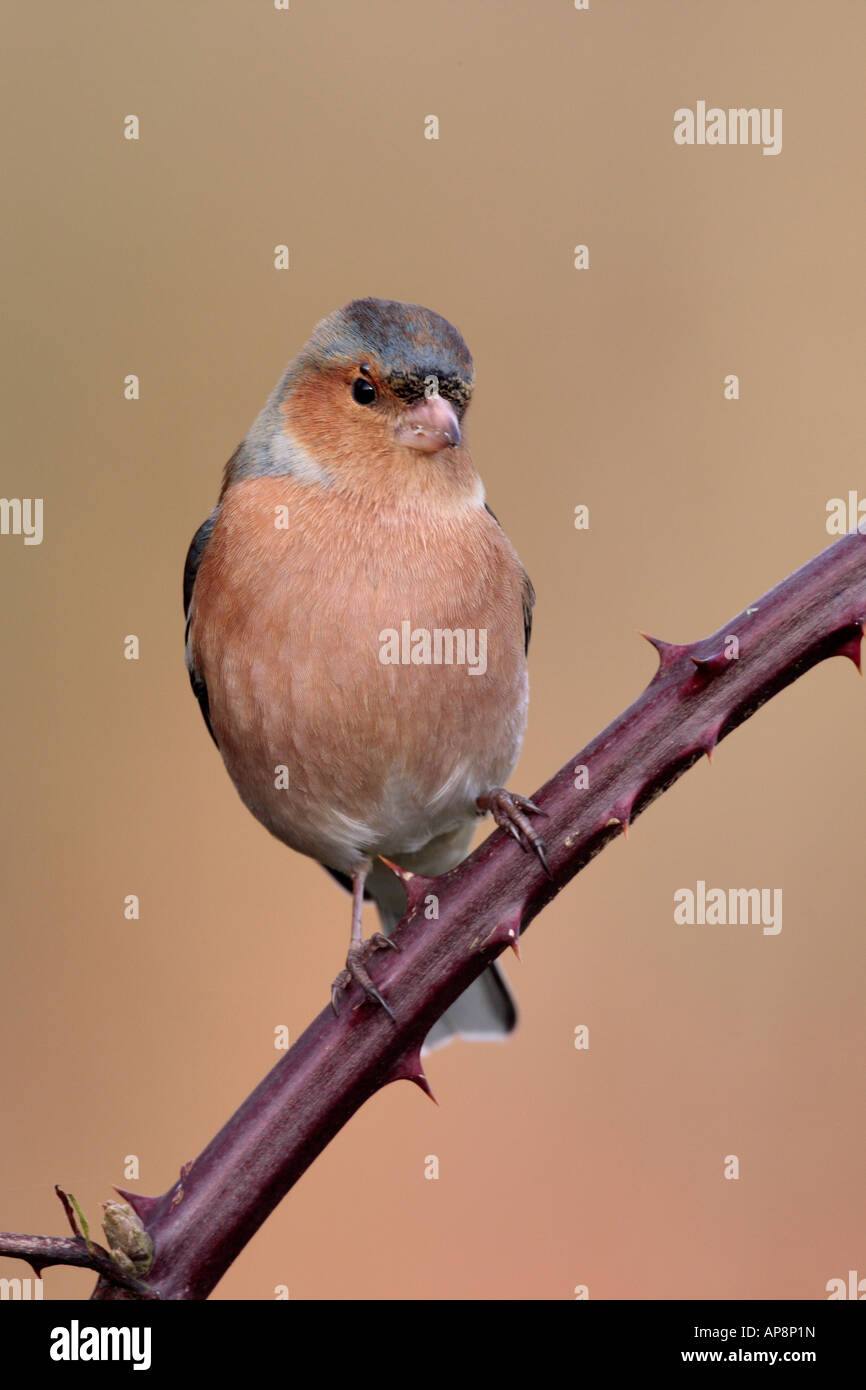 Fringuello Fringilla coelebs appollaiato cercando alert Potton Bedfordshire Foto Stock