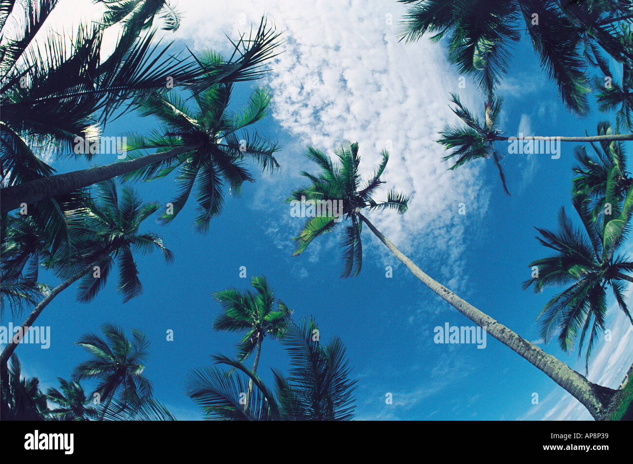 La sommità delle palme di cocco stagliano contro un cielo blu con nuvole bianche costa del Kenya Africa orientale Foto Stock