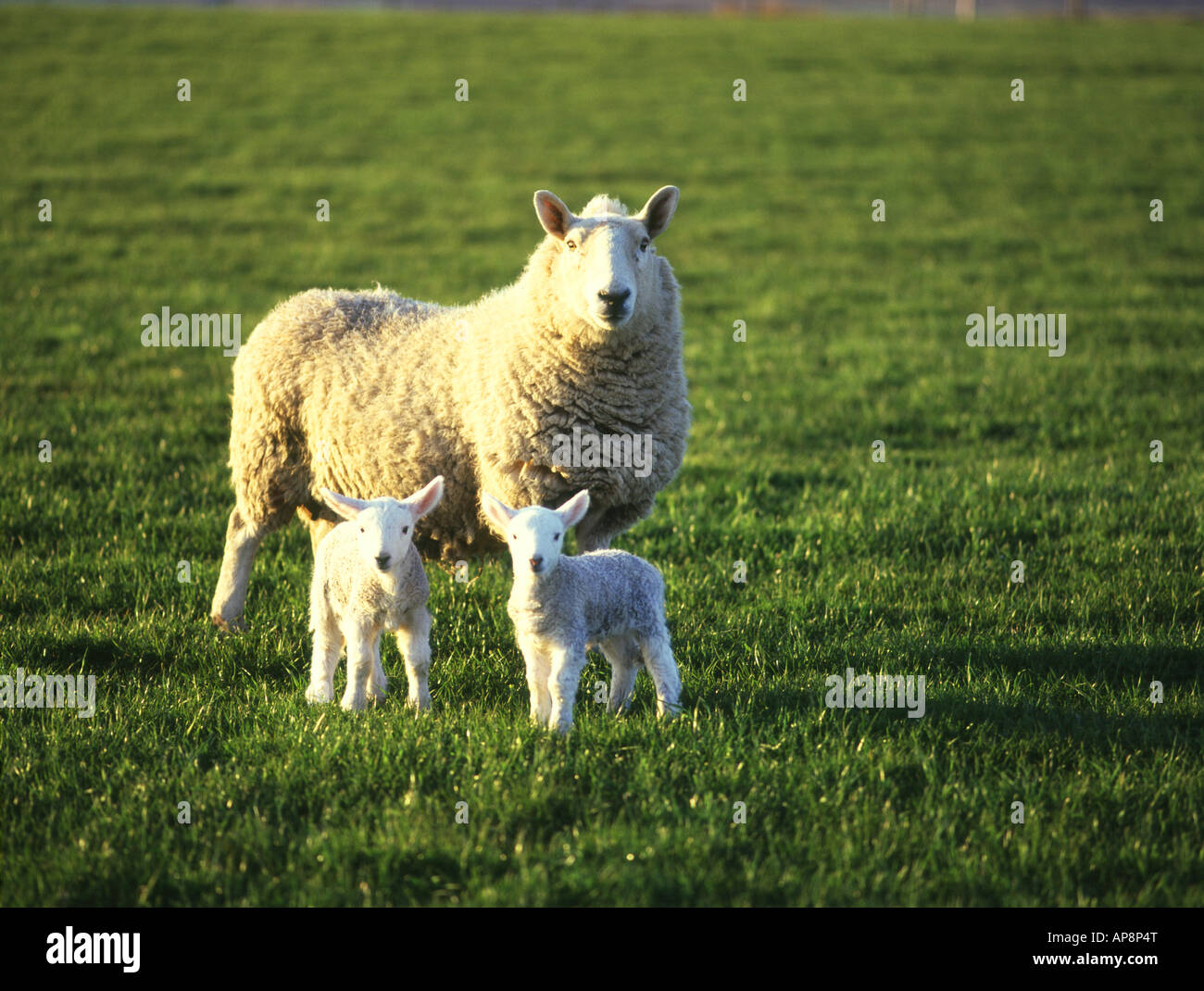 dh pecora agnello gemelli ANIMALI UK Farming ewe due agnelli twin campo verde Orkney primavera estate guardando la fotocamera Foto Stock