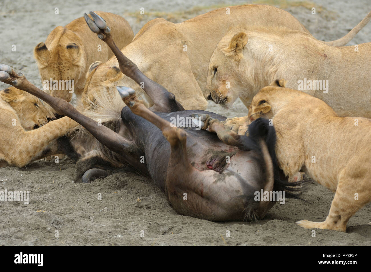 Lion pride è uccidere un GNU, Cratere di Ngorongoro,Tanzania Foto Stock