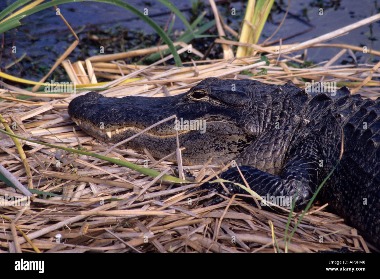 Everglades, Florida. Il coccodrillo dorme. Foto Stock
