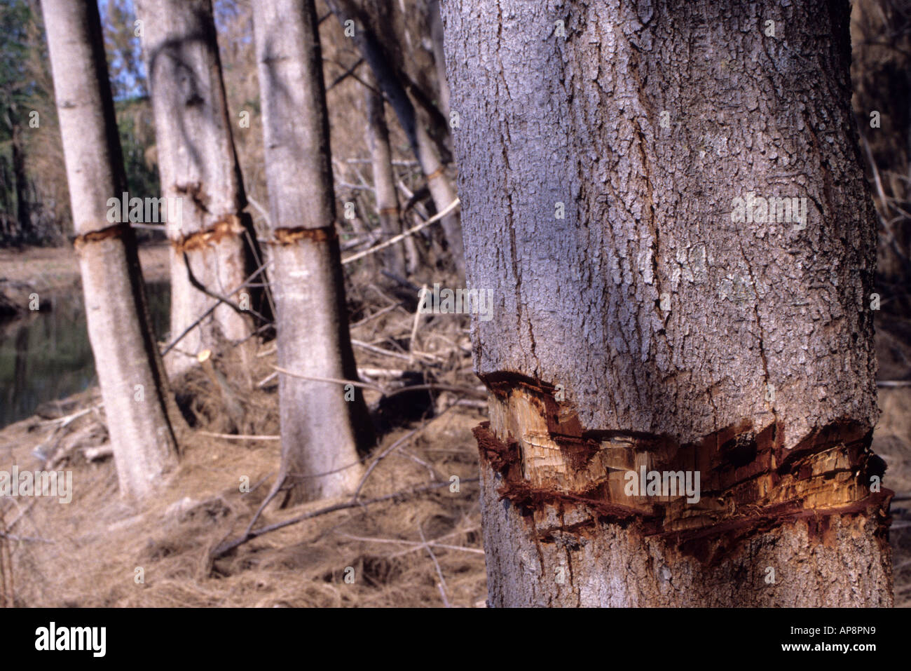 Ft. Lauderdale, Florida. Pino Australiano casuarina equisetifolia cinto di uccidere l'albero, una specie invasive. Foto Stock