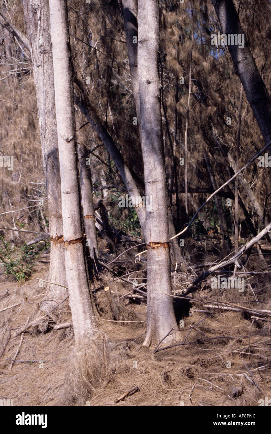 Ft. Lauderdale, Florida. Pino Australiano, casuarina equisetifolia, cinto di uccidere l'albero, una specie invasive. Foto Stock