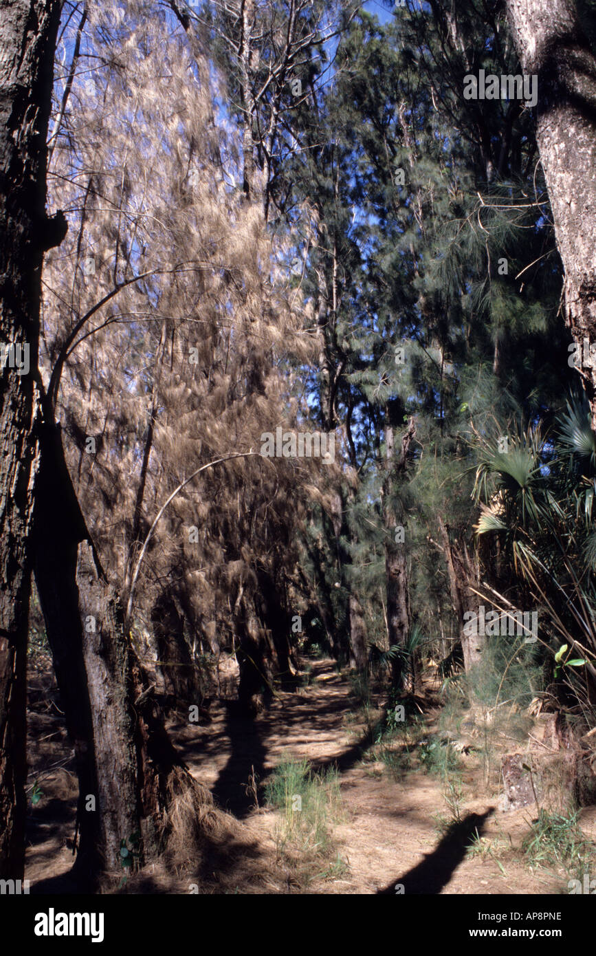 Ft. Lauderdale, Florida. Pino Australiano casuarina equisetifolia cinto e morendo sulla sinistra, vivendo sulla destra. Foto Stock