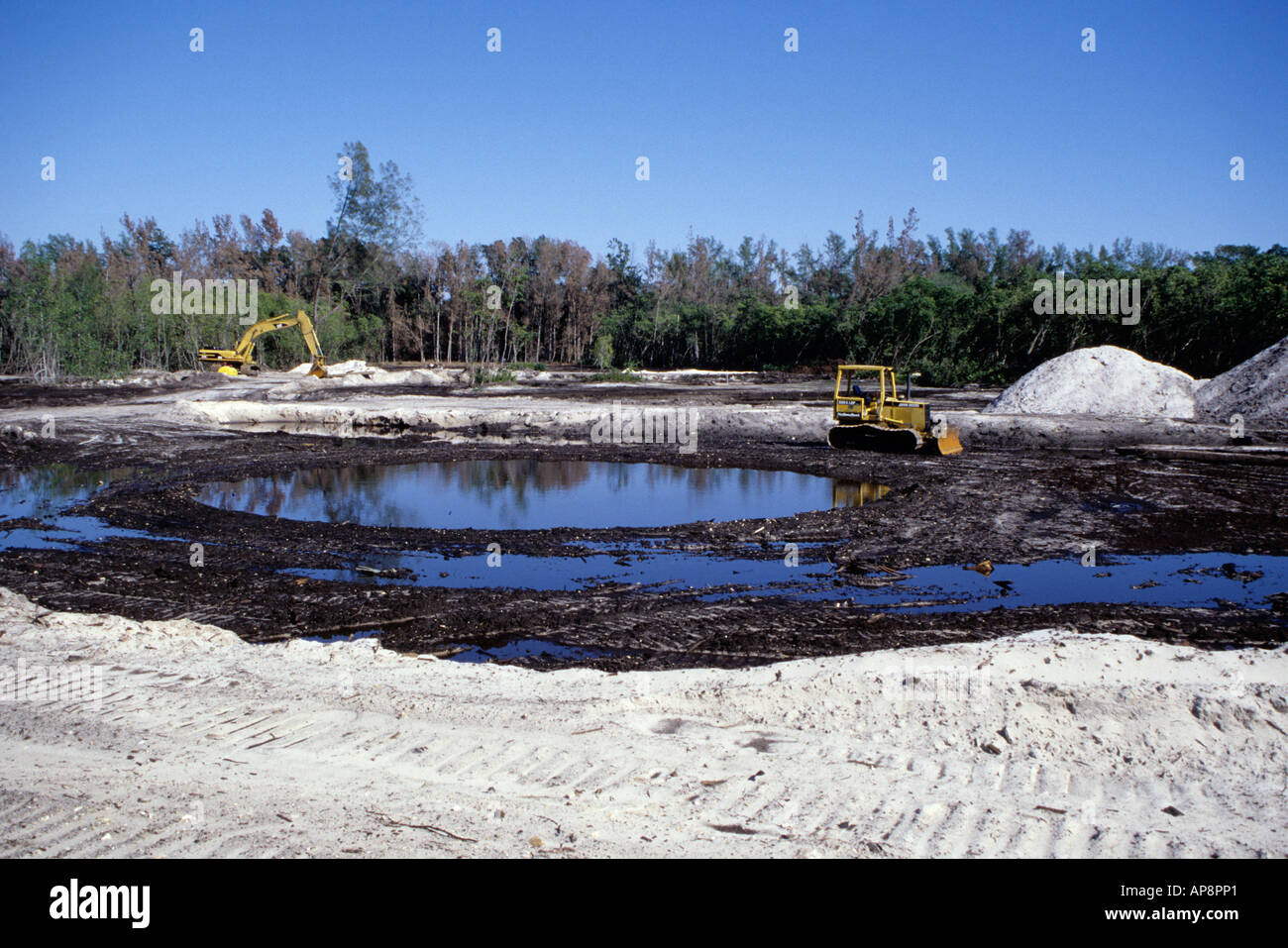 Ft. Lauderdale, Florida. Le zone umide di restauro, Hugh Taylor Birch Park. Rimozione di specie invasive, Pino Australiano, casuarina equisetifolia. Foto Stock
