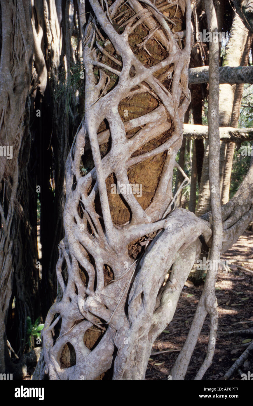 Ft. Lauderdale, Florida. Strangler Fig, ficus aurea, circonda il suo Palm Tree vittima Hugh Taylor Birch Park Foto Stock