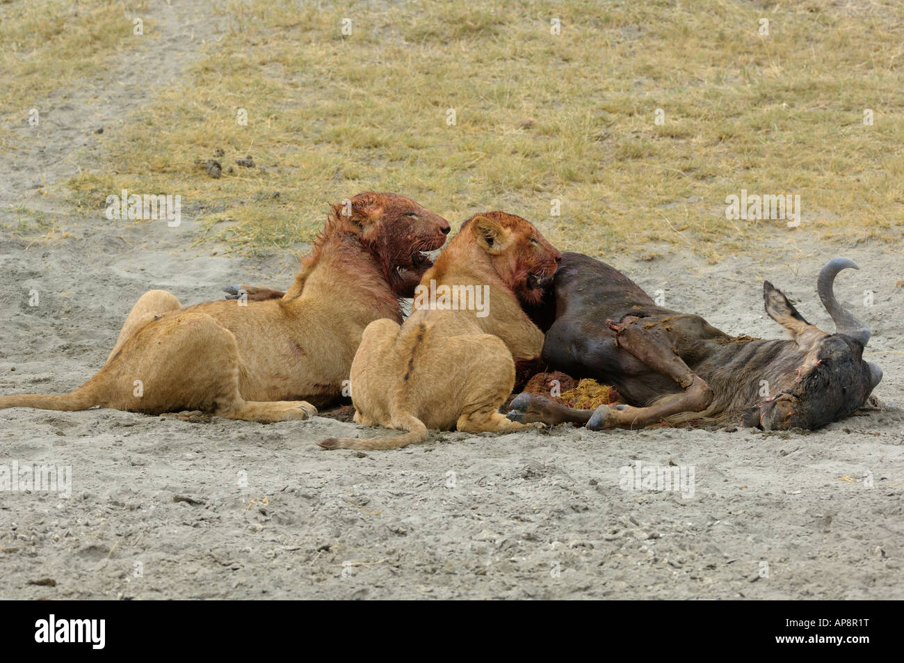 Due giovani leoni con sanguinosa rivolta in uscita di una carcassa di gnu,cratere di Ngorongoro,Tanzania Foto Stock