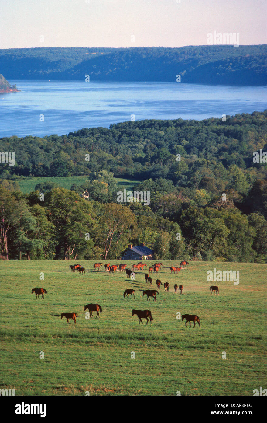 I cavalli di ritorno per il loro maneggio presso aziende agricole Lauxmont lungo il fiume Susquehanna nei pressi di Wrightsville Pennsylvania USA Foto Stock