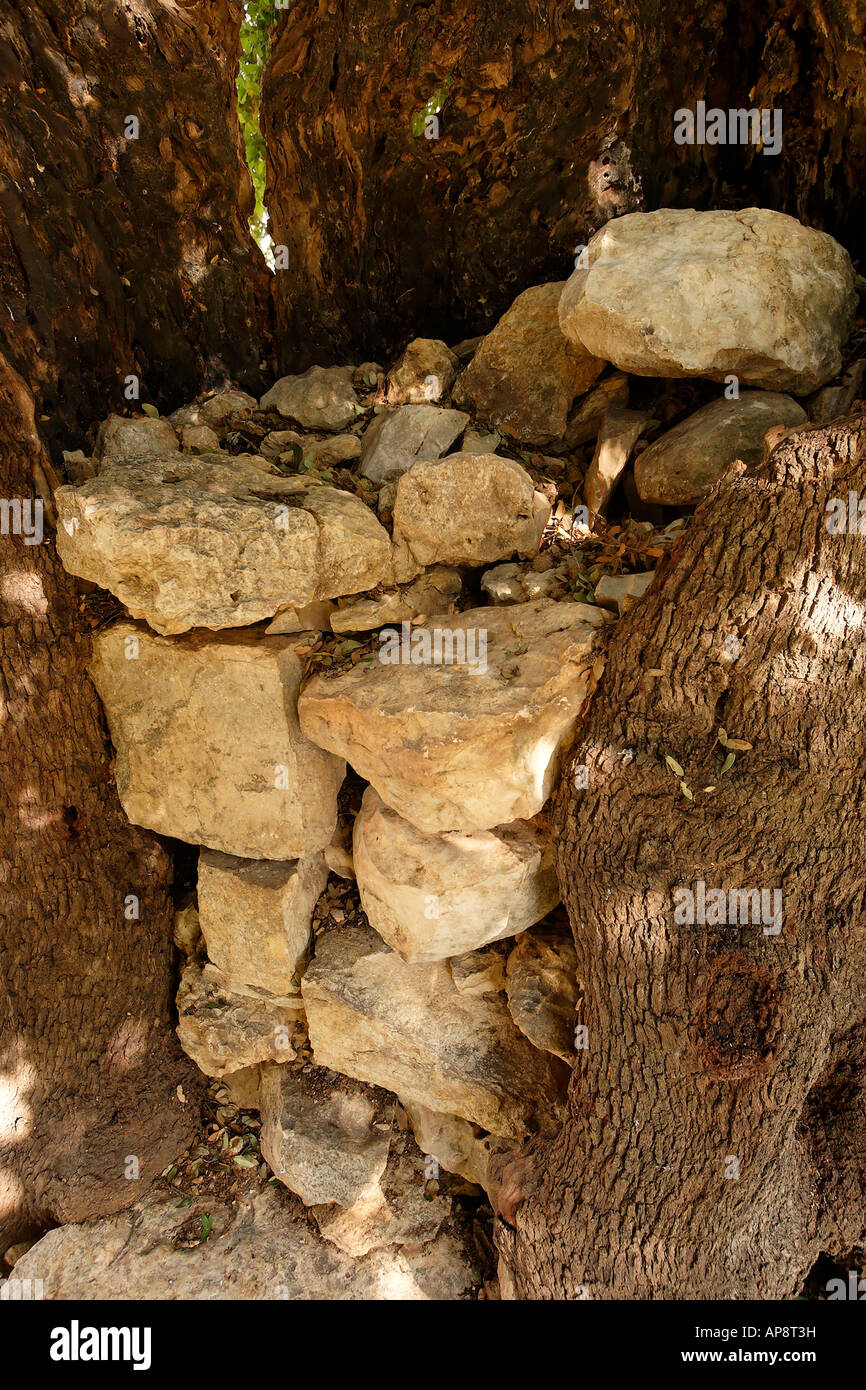 La giudea Kermes quercia Quercus Calliprinos in Ein Kinia Foto Stock