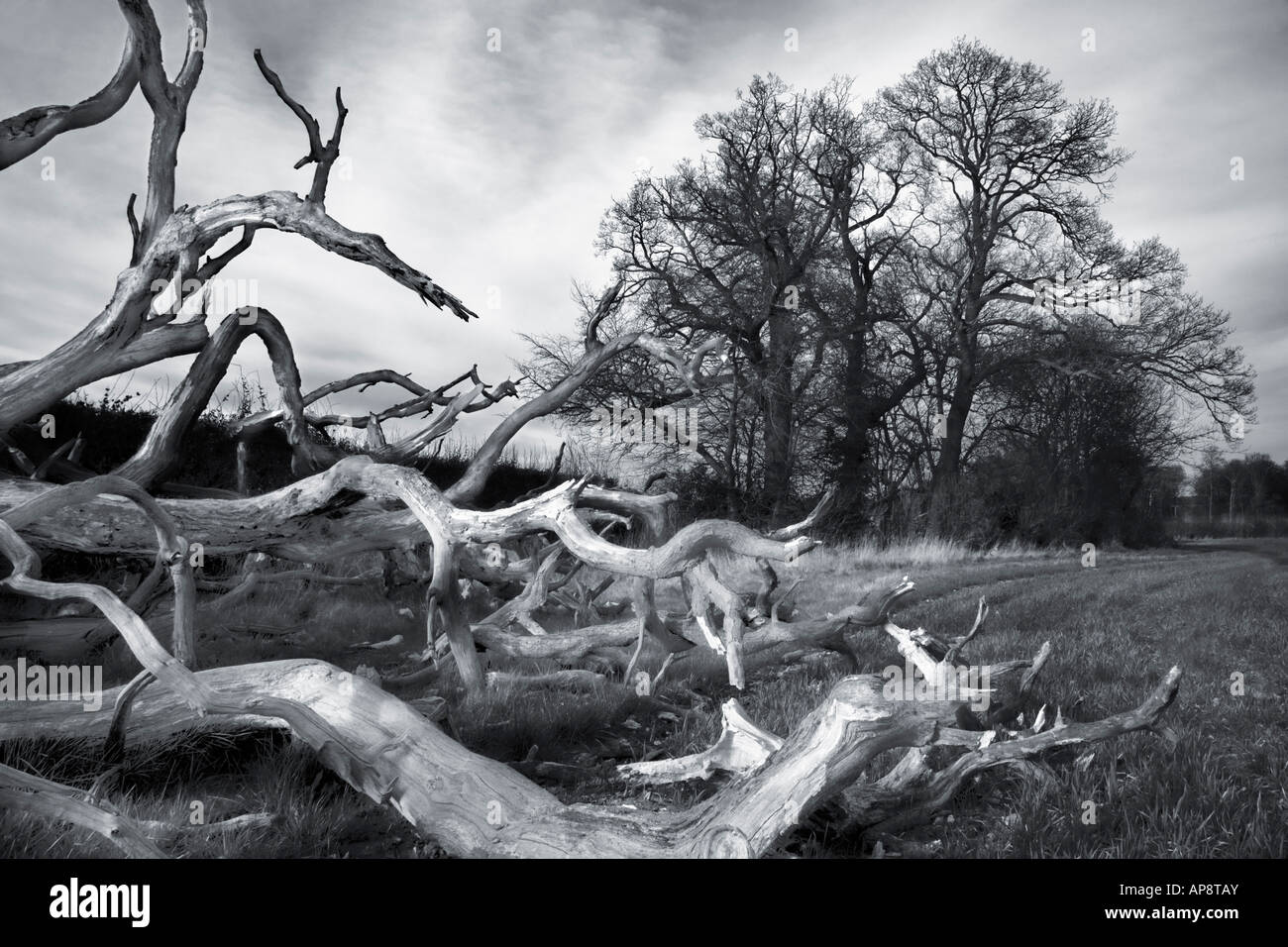 Un albero morto viene soffiata su una tempesta in alberi vicini sembrano rinculo in stato di shock. Una tempesta porta un albero morto giù dal precipizio. Foto Stock