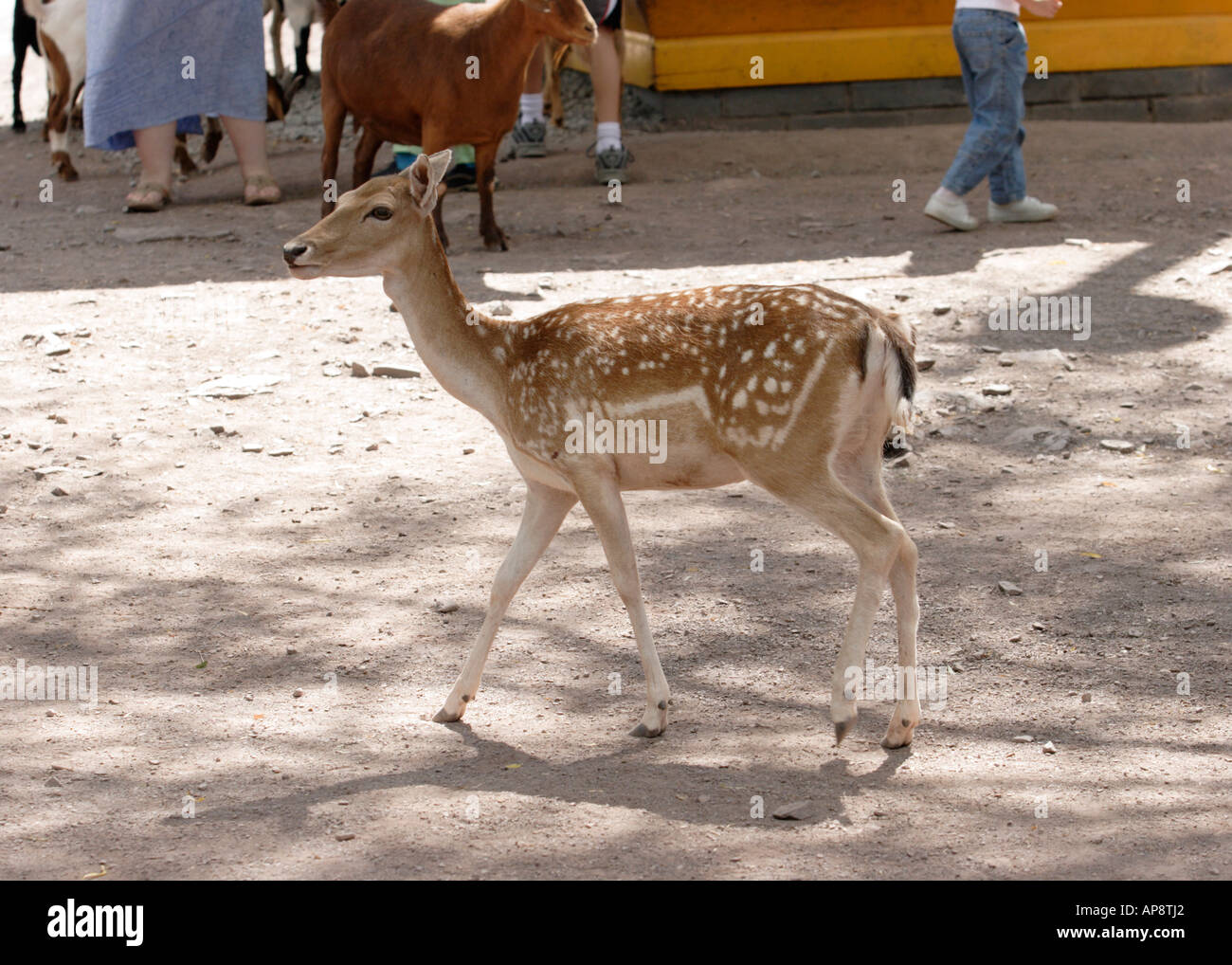 Cervi vaganti in uno zoo di animali domestici Foto Stock