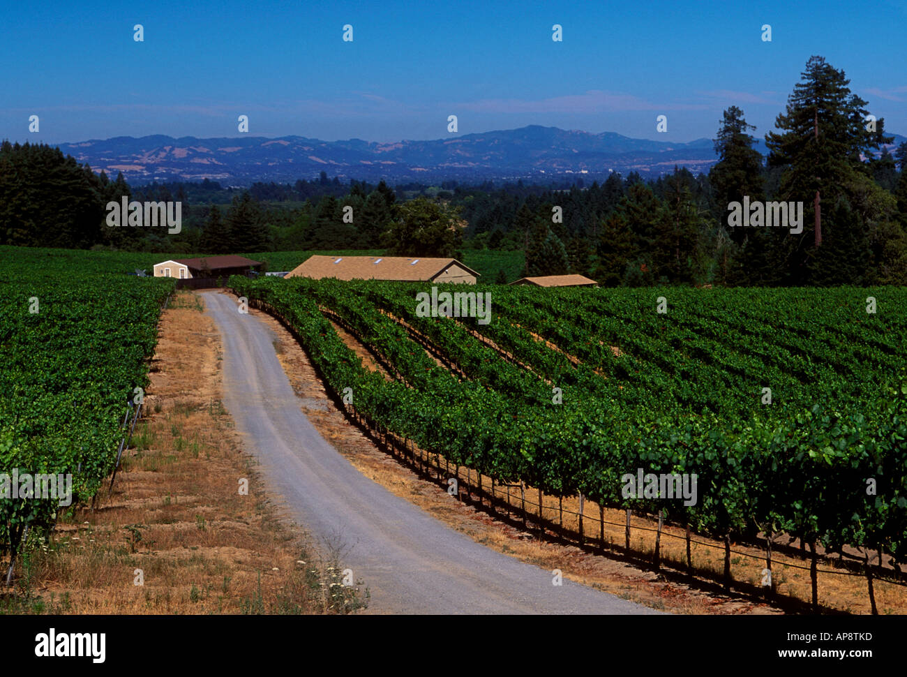 Vigneto di uva, uva dei vigneti, vigneto, vigneti, marimar torres station wagon, cantina, Sebastopol, Sonoma County, California Foto Stock