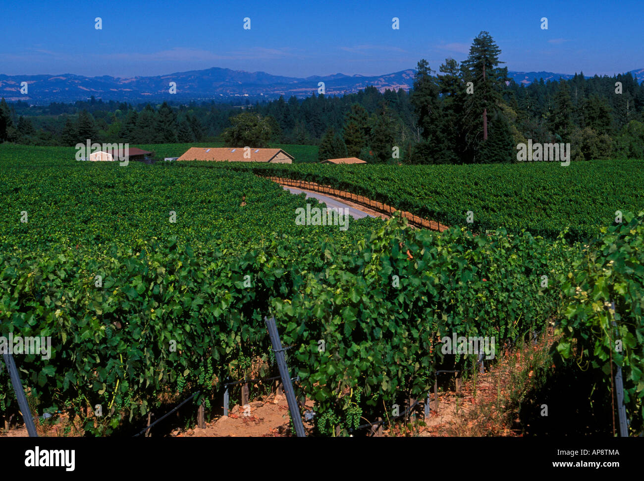 Vigneto di uva, uva dei vigneti, vigneto, vigneti, marimar torres station wagon, cantina, Sebastopol, Sonoma County, California Foto Stock