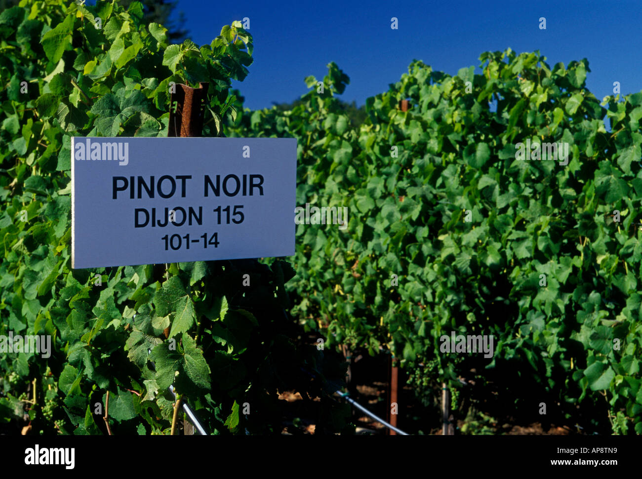 Il pinot nero uve, mosto di vigneto, vigneti, vigneto, vigneti, marimar torres station wagon, cantina, Sebastopol, Sonoma County, California Foto Stock