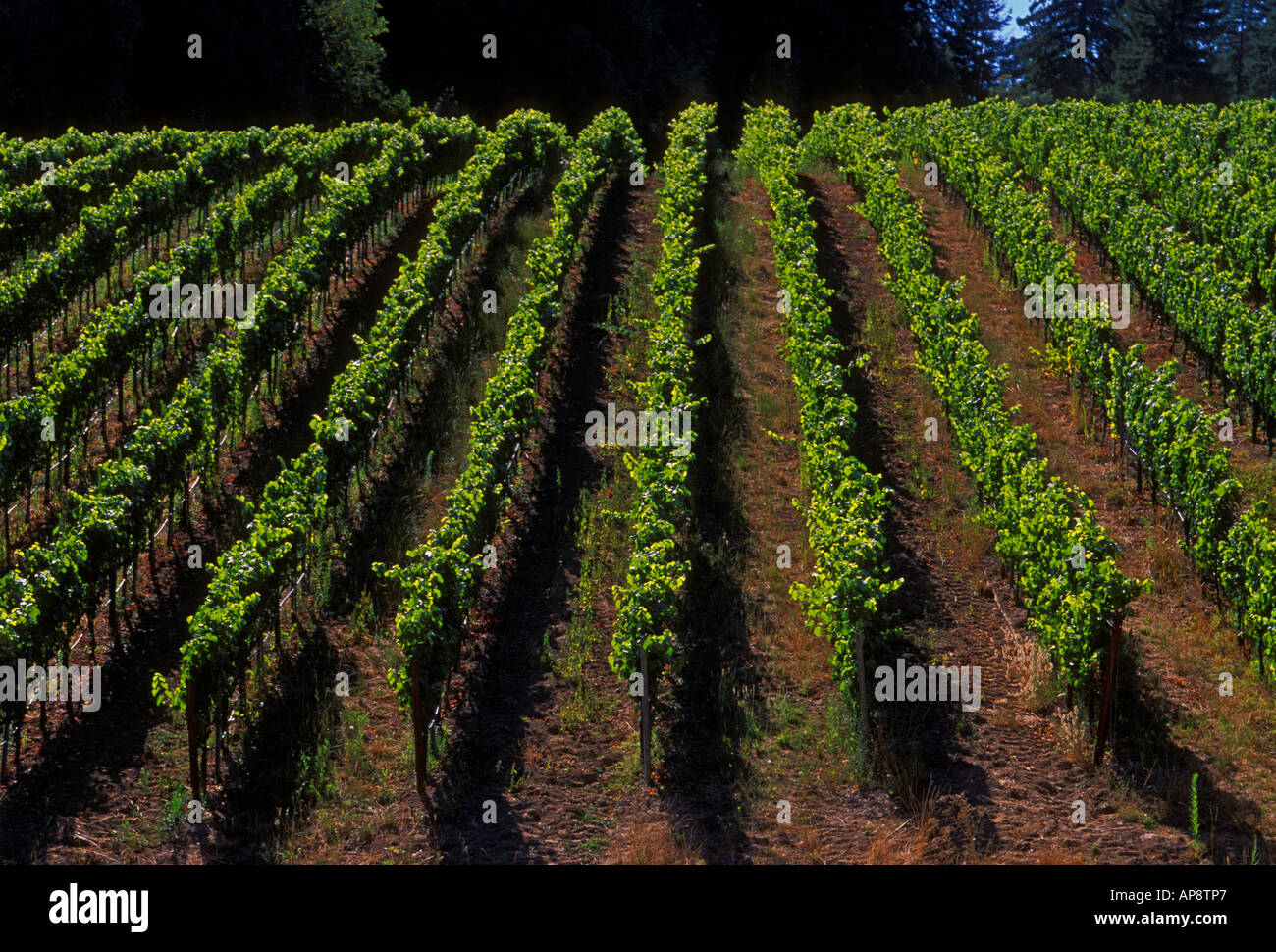 Vigneto di uva, uva dei vigneti, vigneto, vigneti, marimar torres station wagon, cantina, Sebastopol, Sonoma County, California Foto Stock