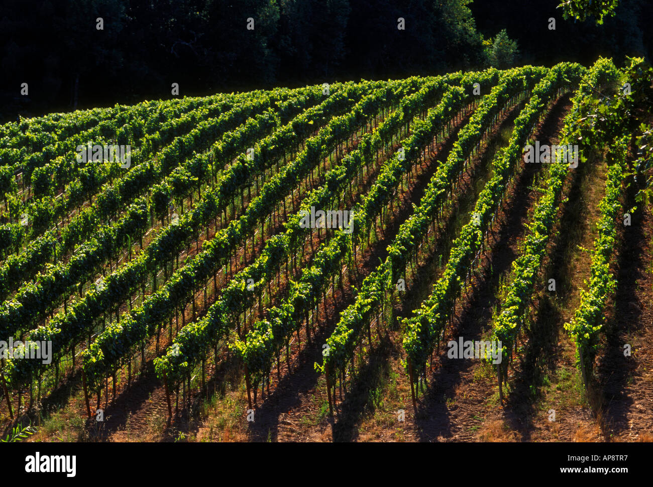 Vigneto di uva, uva dei vigneti, vigneto, vigneti, marimar torres station wagon, cantina, Sebastopol, Sonoma County, California Foto Stock