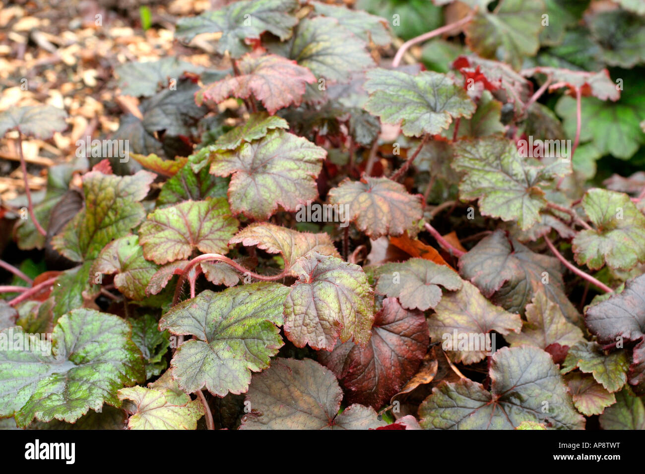 Tellima grandiflora rubra gruppo assume attraente fogliame bronzato durante il periodo invernale Foto Stock