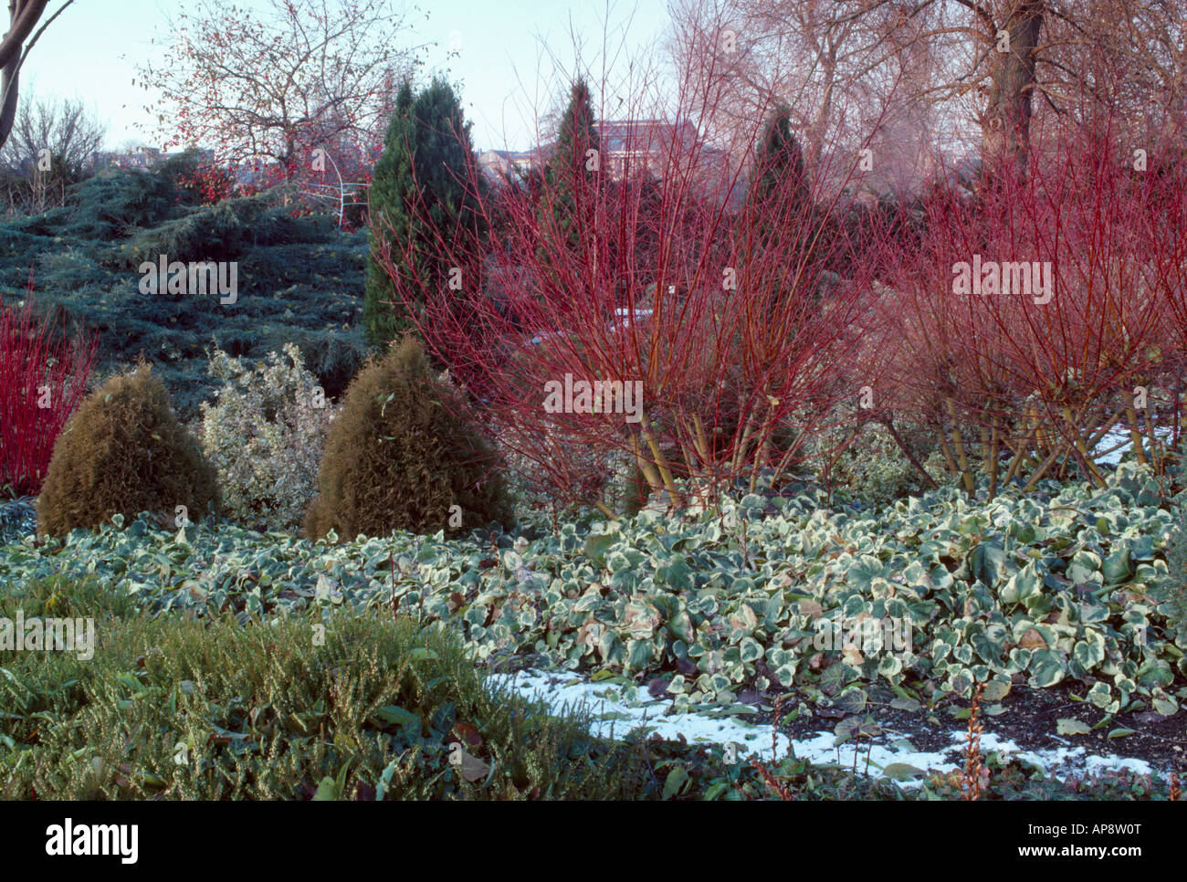 Cornus Alba Sibirica underplanted con edera variegata a Cambridge nel giardino botanico in inverno Foto Stock