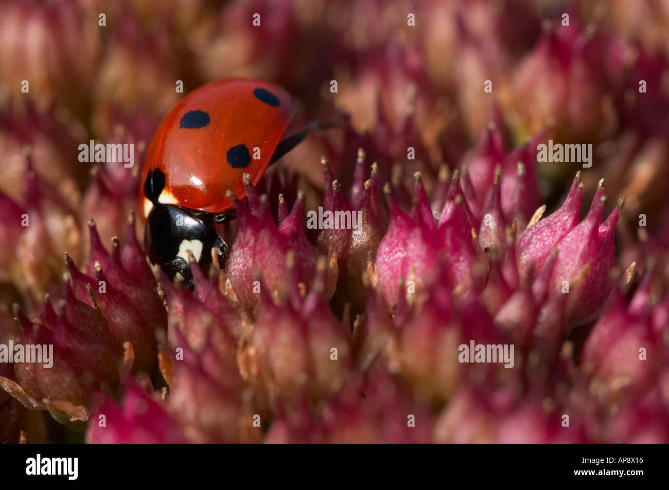 Ladybird su Sedum herbstfreude Foto Stock