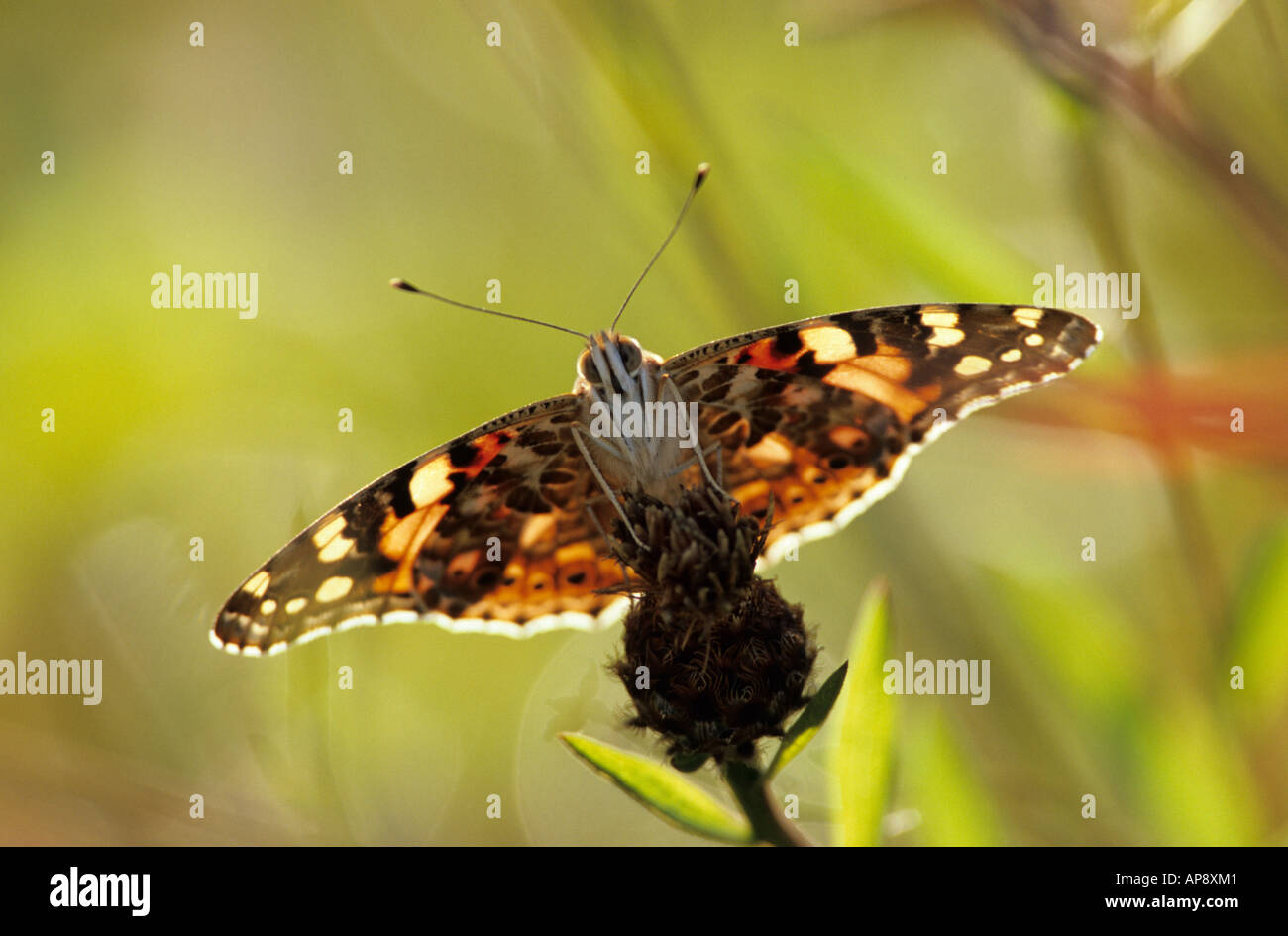 Dipinto di Lady Butterfly Foto Stock