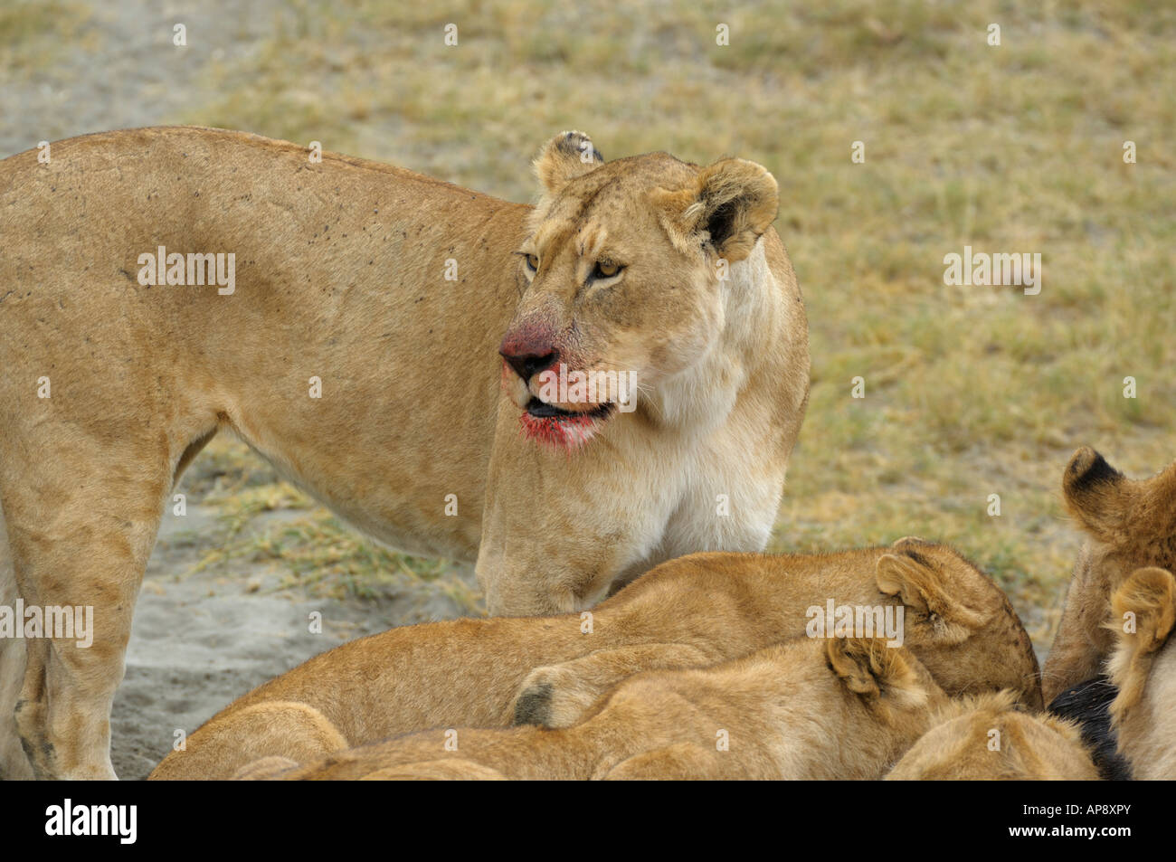 Lion pride a GNU uccidere, il cratere di Ngorongoro, Tanzania Foto Stock