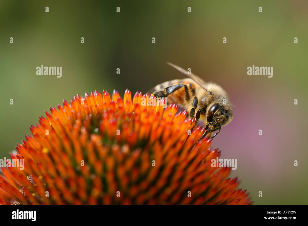 Honey Bee impollinatori Echinacea Purpurea (cono viola fiore) Foto Stock