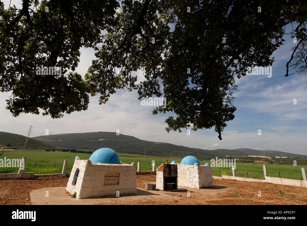 Israele la Bassa Galilea Monte Tabor quercia Quercus Ithaburensis presso la tomba del rabbino Halafta Aba Foto Stock