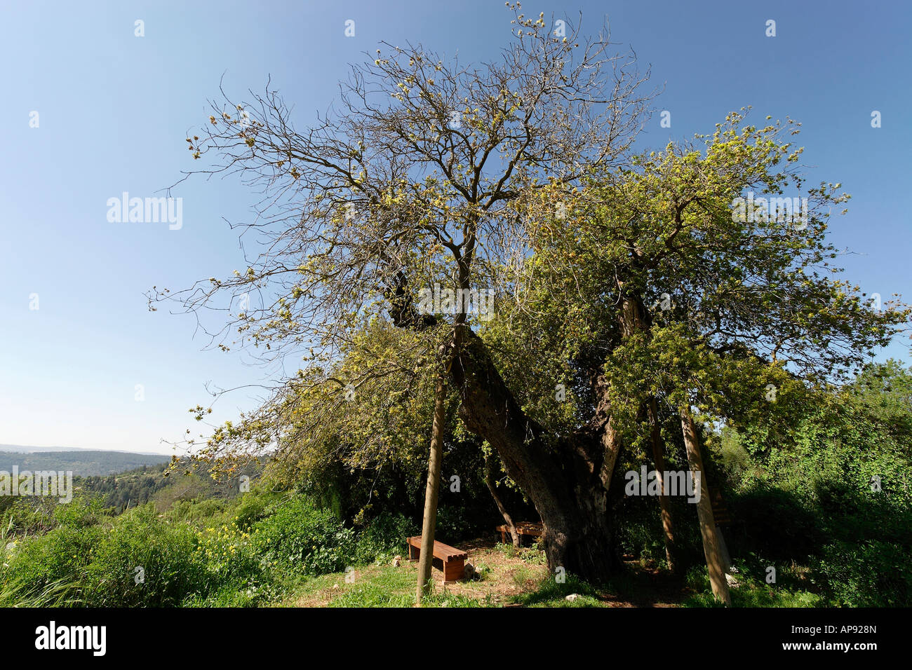 Israele Gerusalemme Montagne Kermes Oak Quercus Calliprinos sul Monte Tzuba Foto Stock