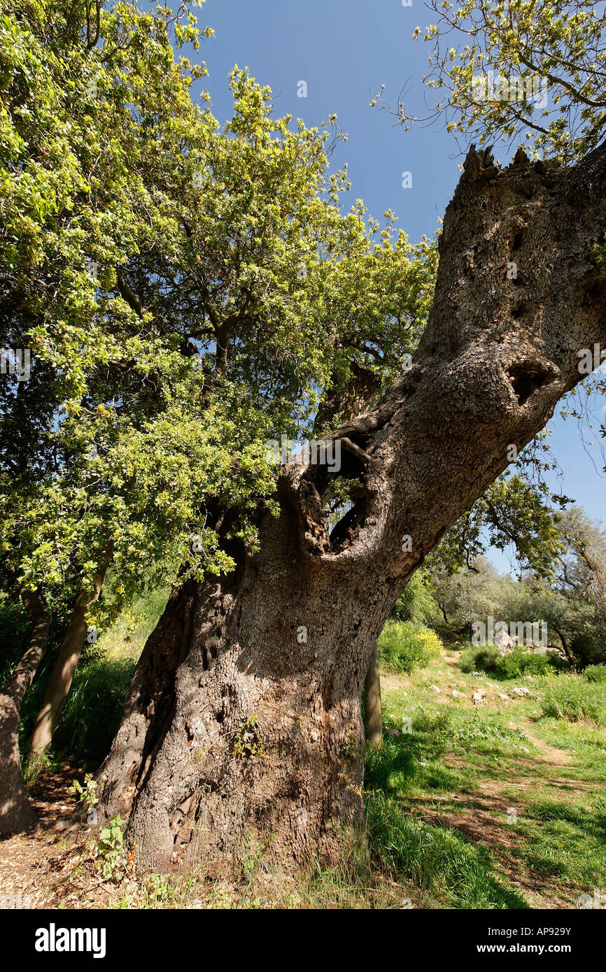 Israele Gerusalemme Montagne Kermes Oak Quercus Calliprinos sul Monte Tzuba Foto Stock