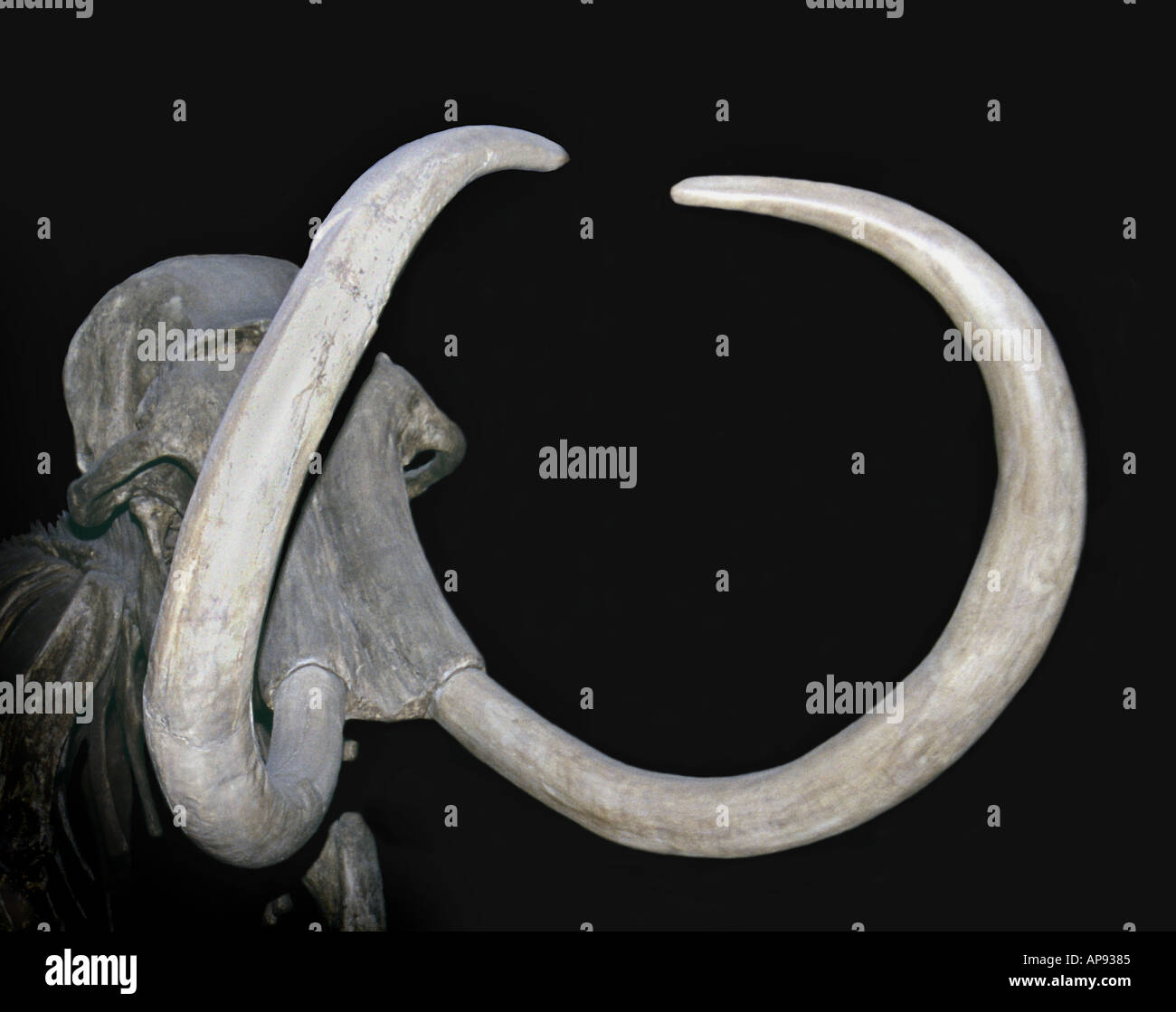 Mammut lanosi fossile, rimane Foto Stock