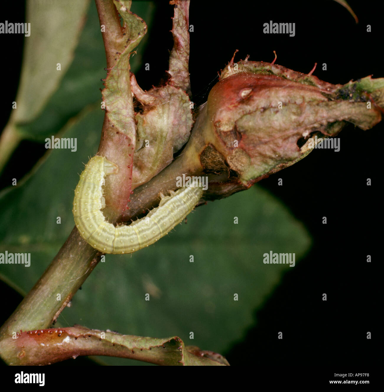 Falena invernale Operophtora brumata caterpillar sul bocciolo di rosa Foto Stock
